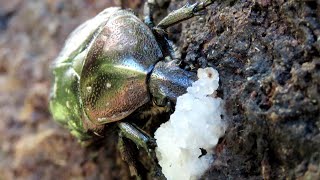 樹液を食べるハナムグリ（シロテンハナムグリ）