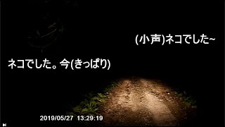 イリオモテヤマネコを発見して興奮する様子が漫才だった