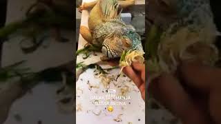 nyuapin iguana jantan jumbo galak ( dont try this at home )