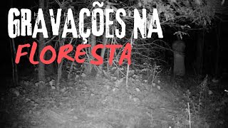 5 Encontros de Acampamento na Floresta Mais Perturbadores Capturados pela Câmera