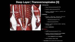 True Back Muscles | The Transversospinales and Segmental Groups