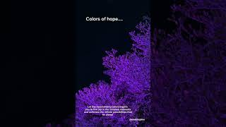 Illuminate Your World: Colors of Hope Dancing in the Trees