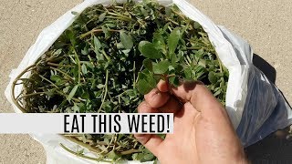 Harvesting 5lbs of Purslane in 5 MINUTES! This Weed Is A Superfood!