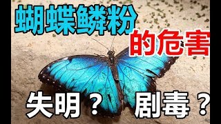 小孩抓完蝴蝶揉眼睛 导致双目失明？！哪些蝴蝶翅膀才有毒 哪些没有?! 揭秘蝴蝶翅膀的危害！