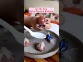 i need your help to surprise my boyfriend day 24 30 of rice paper challenge shorts valentinesday