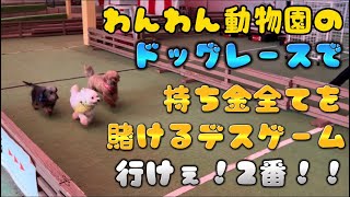 わんわん動物園のドッグレースで持ち金全てを賭ける！？