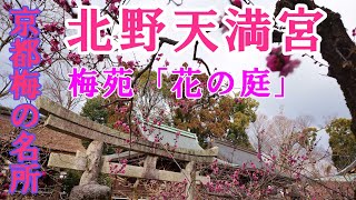 【京都梅名所】北野天満宮　梅苑「花の庭」散策 [Kyoto Ume Famous Place] Kitano Tenmangu Shrine Umeen \