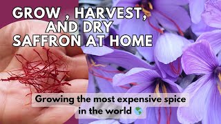 Let's go through the steps of harvesting \u0026 drying my backyard saffron!