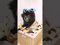 おもちゃ箱に入れられた ポメラニアンのチョコラ君 ピアノ piano ポメラニアン ポメチー dog ぽめ pome dog pomeranian cute 可愛い ポメラニアン