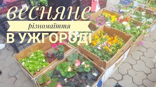 Ужгородський ЗЕЛЕНИЙ ринок, неймовірне різномаїття 26.5.23