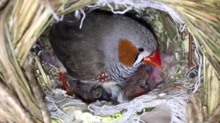 Зебровые  амадины. Первые птенцы 🐥