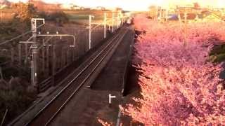 【FHD】河津桜と2000形2011編成(KEIKYU LOVE TRAIN)