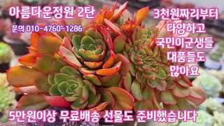 #아름다운정원2탄 #국민이군생대품들#착한#아이들도 많내요 (5만원이상 무료배송 선물로 드라큐라 증정) ♡레몬로즈금 ♡반일라빈스 ♡캔디 ♡오네뜨♡로잘리나♡케라시스♡파이브스타~~