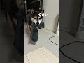 靴下をこよなく愛する柴犬 黒柴