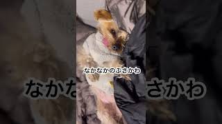 【ヨーキー】ぶさかわ犬　#shorts