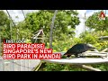 First look at Bird Paradise, Singapore's new bird park in Mandai