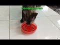 ada blackbrown kucing tetangga lagi mengintip minta makan