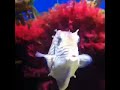 whistling fish