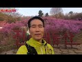 vlog 부천 원미산 진달래꽃터널 달리기 @runruntv