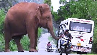 #elephantattack2024 Wild Elephant attack video 2024