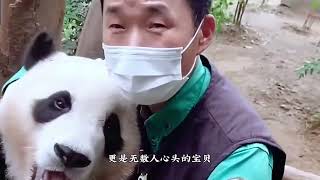 福猪猪续约爱宝乐园，中韩友谊再续新篇，确认福宝将再次被续租给爱宝乐园#不止我一个想rua大熊猫 #大熊猫福宝 #来这吸熊猫 #熊猫的生活有多惬意