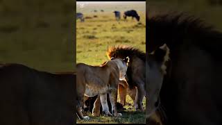 Lion family life #thelionking #lionking #song #wildlifesounds #animals #trending