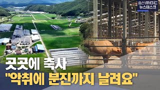 소 축사 난개발 심각.. \