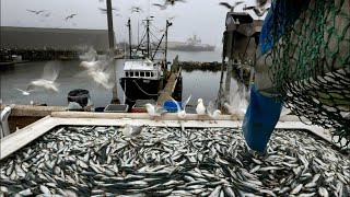 Maine herring fishers get money after decline of fish, quota cuts