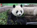 圓仔午餐吃播 橘球裏葡萄一次滾出來太厲害啦giant panda yuan zai 圆仔 貓熊 大貓熊 大熊貓