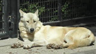 シンリンオオカミ, 鹿児島市平川動物公園,Eastern timber wolf,Hirakawa Zoo,Kagoshima,Japan,