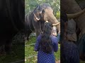 aanayoottu kerala elephant video ambassery kavu kakkoor shorts