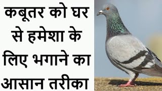 अब कबूतर की समस्या छूमंतर,Get Rid Of Pigeon Problem,कबूतरों को हमेशा केलिए घर से भागने का आसान तरीका