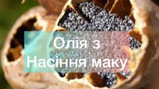 ‼️Олія з насіння маку‼️на маслопресі по рахунку це15 культура. How extra virgin oil is made Ukraine