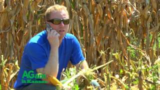 AGam in Kansas - High Moisture Corn Harvest - Sept. 17, 2015