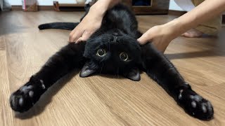 飼い主の弟にされるがままの黒猫が可愛すぎたw