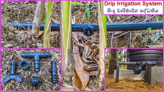 Drip Irrigation System in Rozella | බිංදු වාරිමාර්ග පද්ධතිය, Upcountry Sri Lanka (2020)