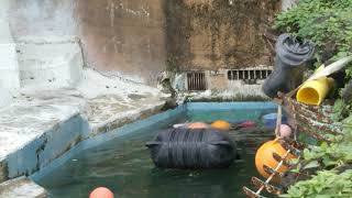 ホウちゃん  イッちゃん おやつのエンリッチメント  at  天王寺動物園