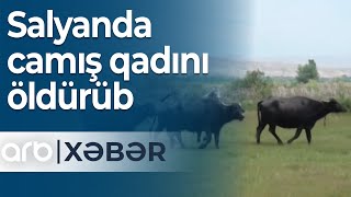 Salyanda camış qadını öldürüb- ARB Xəbər