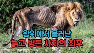 왕위에서 물러난 늙고 병든 사자의 최후