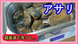 アサリ😋を超音波洗浄機で洗うと砂抜きできる？😍できない😫？【料理】【潮干狩り】