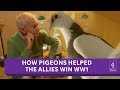 Pigeons: the secret heroes of World War I honoured in art installation