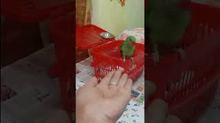 Alexander parrot|পাহাড়ী চন্দনা ##reels #2024 #parrot #parrottalking #parrotlover #babyparrot