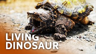 Uncharted Territory: Exploring the Last Strongholds of the Alligator Snapping Turtle