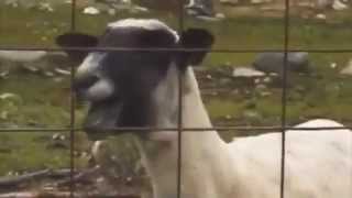 Screaming Goat Featuring Taylor Swift