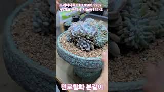 22.6.10.먼로철화 대품 분갈이해요! 프리티다육 010.9500.9207