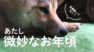 思春期を迎えたこまめです［柴犬 子犬］生後8ヶ月★反抗期