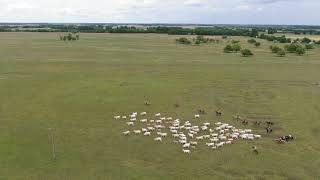 Cattle driving in Ópusztaszer episode 2 (dron)