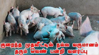 குறைந்த முதலீட்டில் நல்ல வருமானம் வெண் பன்றி வளர்ப்பு | Most Profitable Pig Farming | Exporting Pig