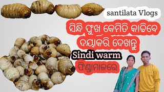 Sindi warm/ସିନ୍ଧି ଫୁଖ କେମିତି କାଢିବେ ଦୟାକରି ଦେଖନ୍ତୁ/