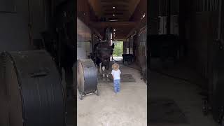 Andrew and his favorite Hubert #stallion #horseshow #dutchharnesshorse #showhorse #kwpn #horse #stud